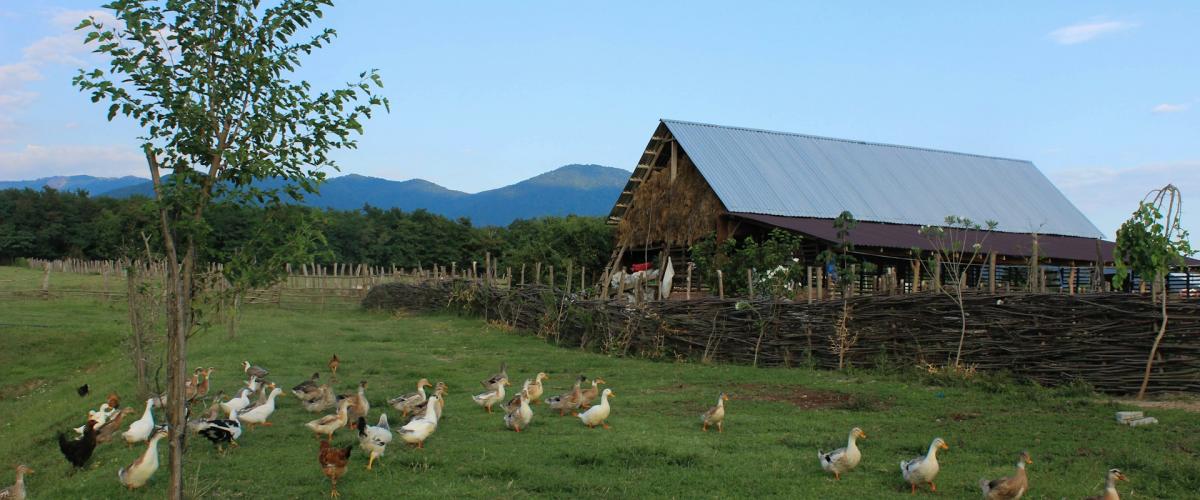 £1 Million-Gewinner starten EInzigartigen Einstieg ins Landleben